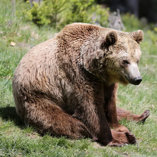 Urso castanho Fotos De Bancos De Imagens