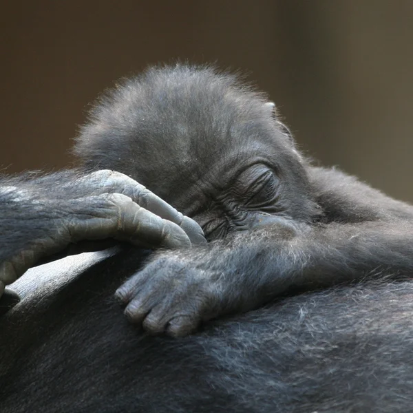 Sleeping gorilla — Stock Photo, Image