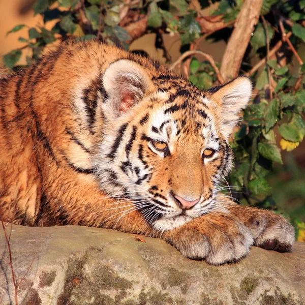 Retrato de tigre — Foto de Stock