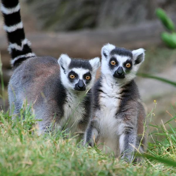 Ring-Tailed lemurs — Stock Photo, Image