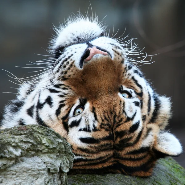 Tigerporträt — Stockfoto