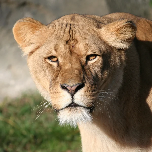 Majestic lion portrait — Stock Photo, Image