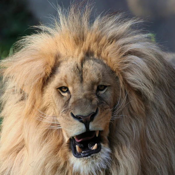 Majestátní Lví portrét — Stock fotografie