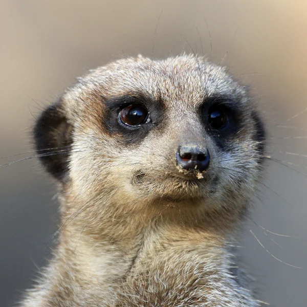 Meerkat portret — Stockfoto