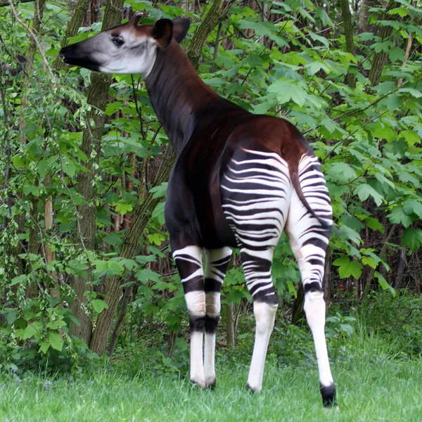 Okapi — Stock fotografie