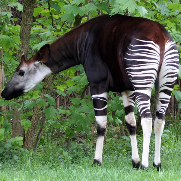 Okapi — Stock Photo, Image