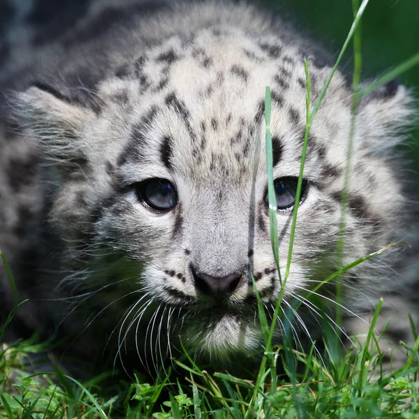 Genç kar leoparı — Stok fotoğraf