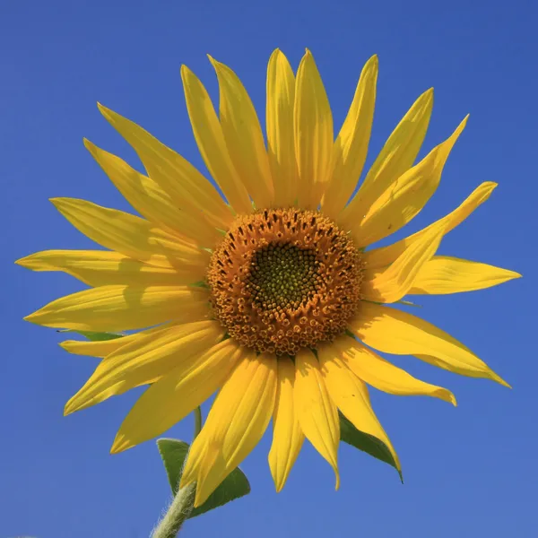 Krásná slunečnice proti modré obloze Royalty Free Stock Fotografie