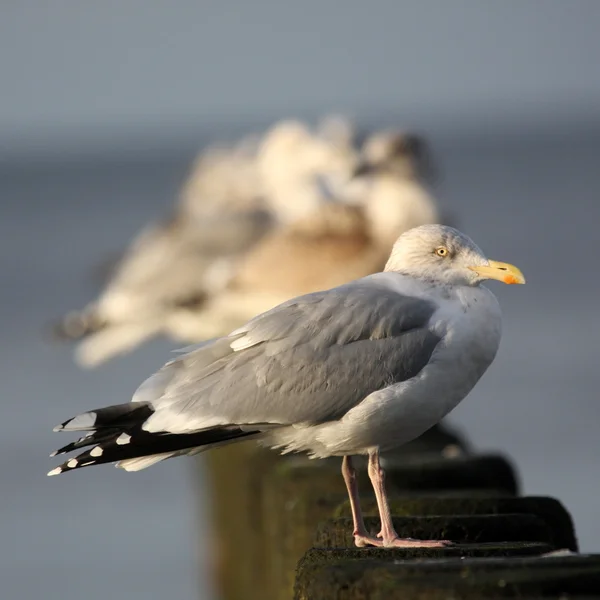 Möwen in einer Reihe — Stockfoto