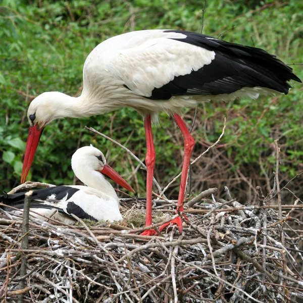 Stork in a nest — Stock Photo, Image