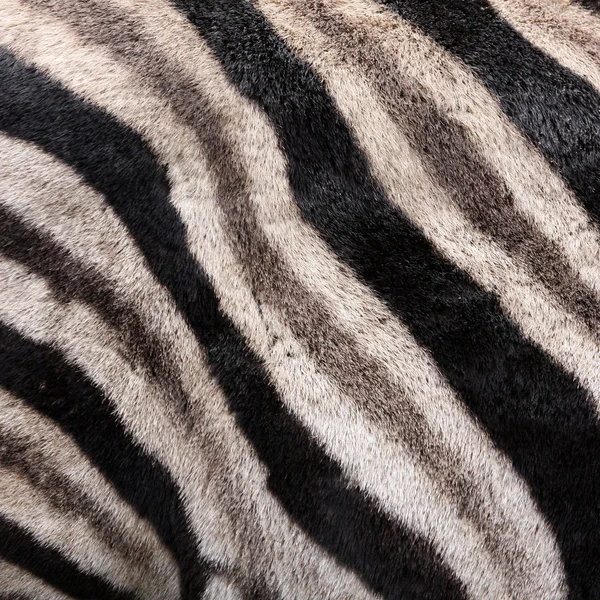 Szőr a zebra — Stock Fotó