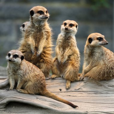 Family of Meerkats clipart