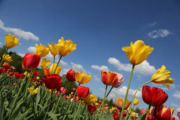 Tulips — Stock Photo, Image