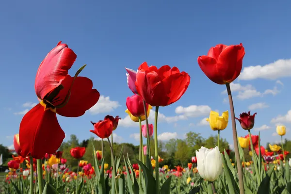 Tulipány — Stock fotografie