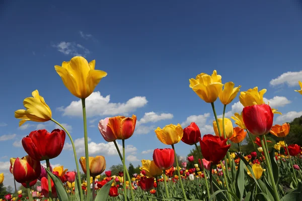 Tulips — Stock Photo, Image