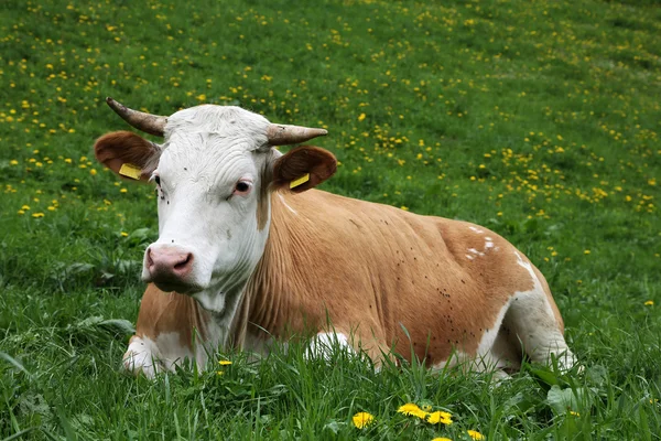 Koe in de Alpen — Stockfoto