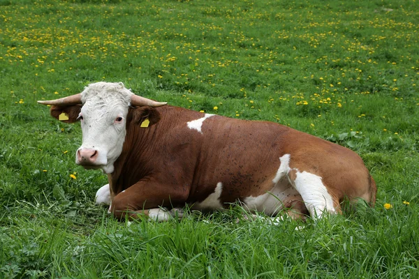 Vaca en los Alpes — Foto de Stock