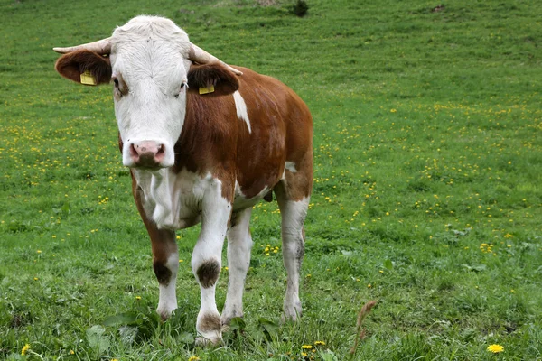 Mucca sulle Alpi — Foto Stock