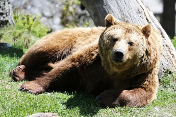 Urso castanho — Fotografia de Stock