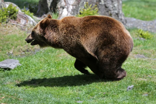 Urso castanho veloz — Fotografia de Stock