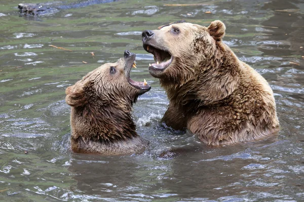 Bruine beren vechten in het water — Stockfoto