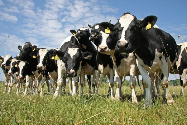 Tarım arazileri üzerinde ineklerin — Stok fotoğraf