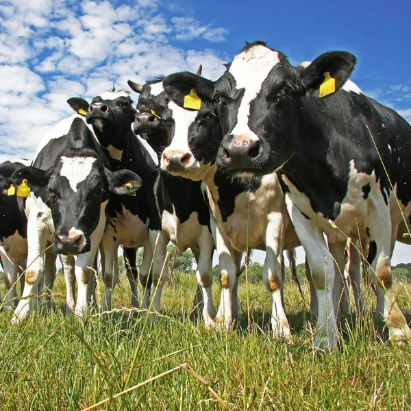 Tarım arazileri üzerinde ineklerin — Stok fotoğraf