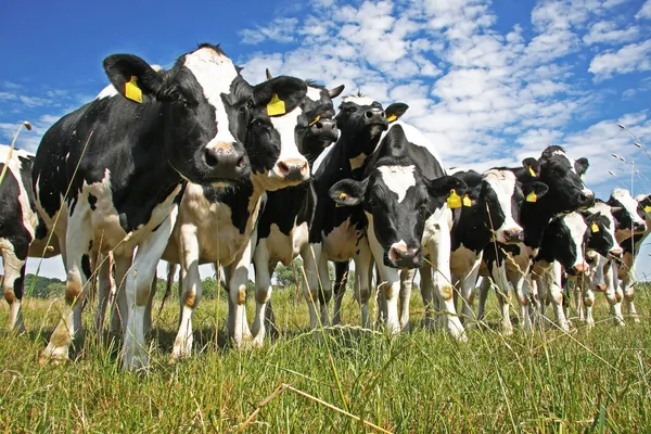 Mucche su terreni agricoli — Foto Stock