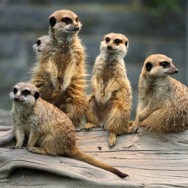 Familie van stokstaartjes — Stockfoto