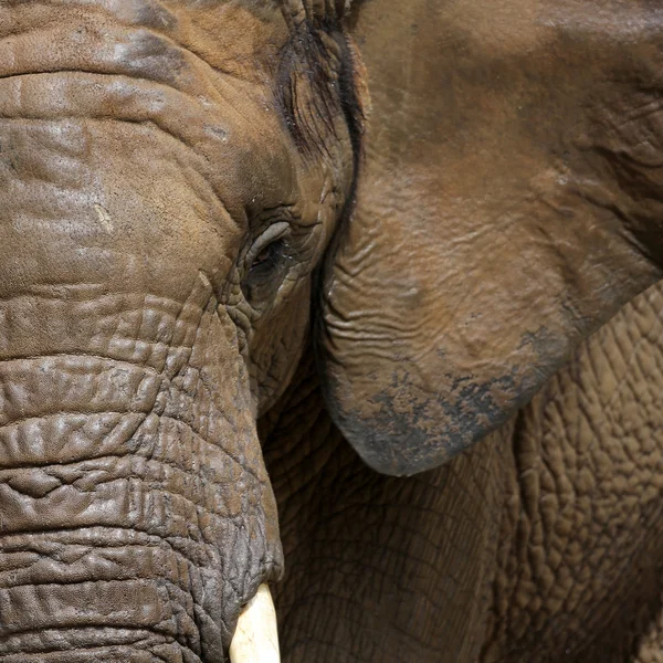 Ritratto di elefante — Foto Stock