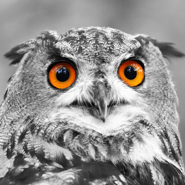 Eagle Owl Portrait — Stock Photo, Image