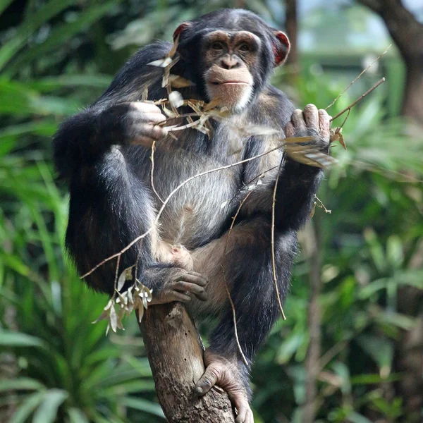 Chimpancé — Foto de Stock