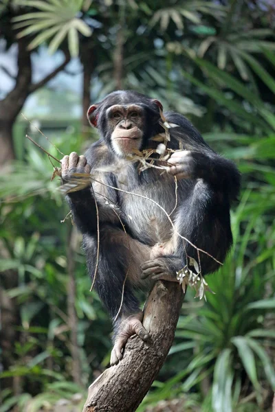 Chimpansee — Stockfoto