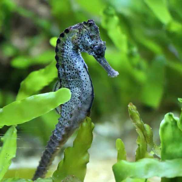 Seahorse — Stock Photo, Image