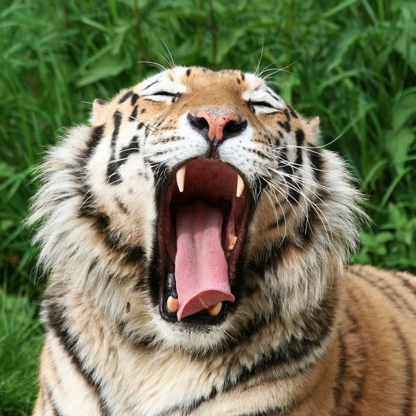 Gaping Tiger — Stock Photo, Image