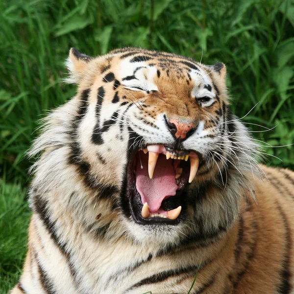 Tigre abierto — Foto de Stock