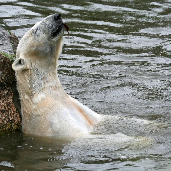 Relaksujący niedźwiedź polarny — Zdjęcie stockowe