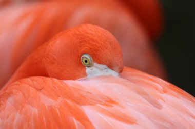Kırmızı flamingo portre