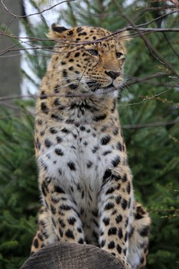 Kar Leoparı