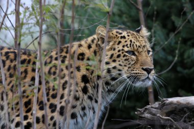 Kar Leoparı