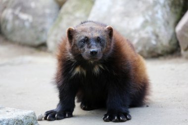 Wolverine