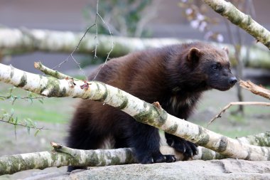 Wolverine