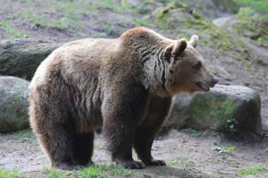 Kodiak bear clipart