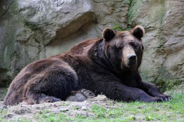 Kodiak ayı