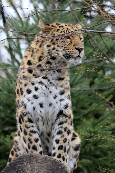 Leopardo de la nieve —  Fotos de Stock