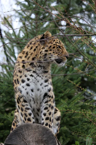 Sněžný leopard — Stock fotografie