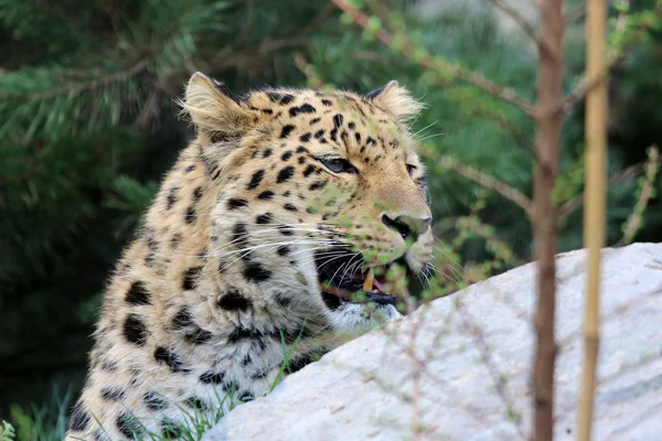 Sněžný leopard — Stock fotografie