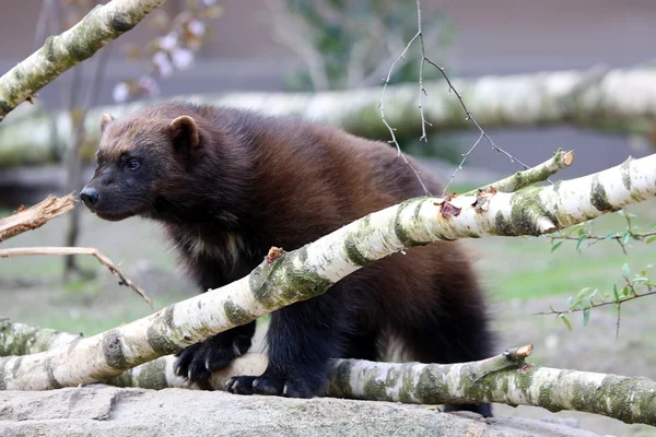 Wolverine... — Fotografia de Stock