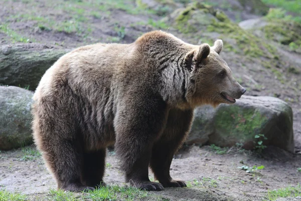 Broeikasgassen werknemer in gesprek met een klant — Stockfoto