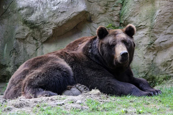 Kodiak björn — Stockfoto
